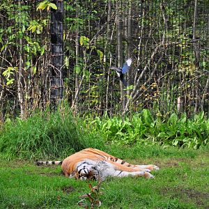 Amur Tiger and Black-billed Magpie