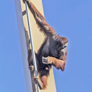 Feb. 2017 - International Orangutan Center - 50ft in the Air
