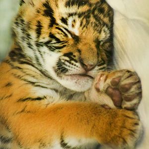 Feb. 2017 - Children's Zoo - Malayan Tiger Cub
