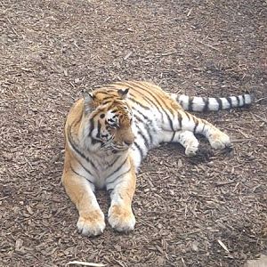 Female Amur Tiger- 18-02-17
