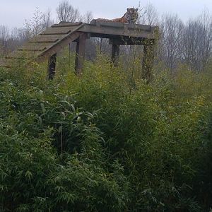 Male Amur Tiger 18-02-17