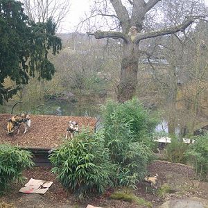 African Hunting Dog Exhibit 18-02-17