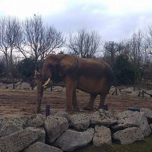 African Elephant 29-01-17