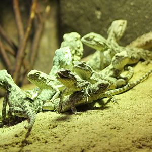 Trapelus sanguinolentus