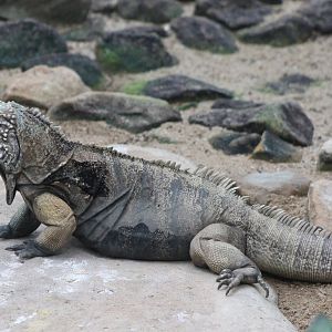 Cuban ground iguana