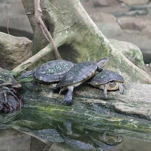 North Antellean Sliders