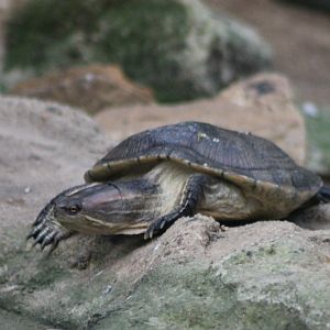 North Antellean slider