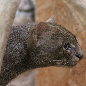 Jaguarundi