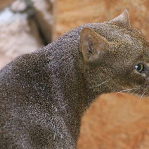 Jaguarundi