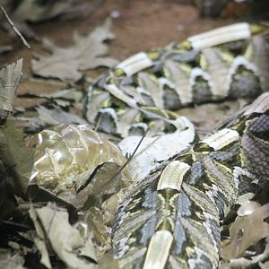 West-african gaboon viper