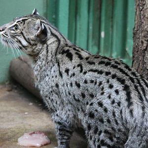 Fishing cat