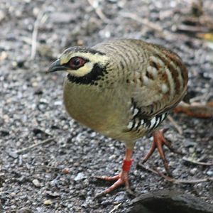 Brown-breasted hill-partridge