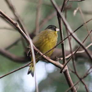 Black-headed greenfinch