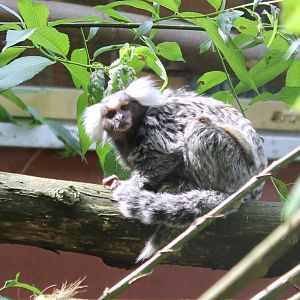 Common marmoset