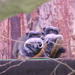 Emperor tamarins