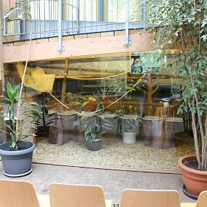 Indoor-enclosure Common marmoset