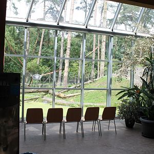 Observation-place Outdoor-enclosure Barbary macaqque