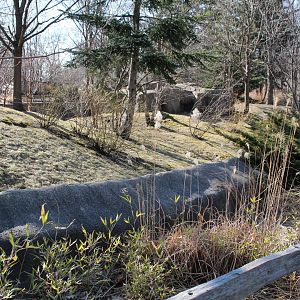 Detroit Zoo - Red Panda enclosure