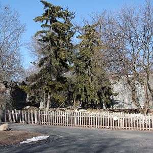 Detroit Zoo - Amur Tiger exhibit