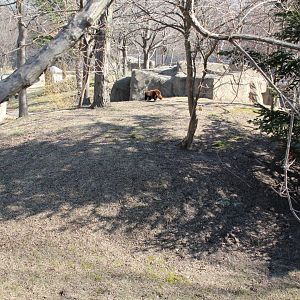 Detroit Zoo - Red Panda enclosure