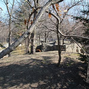 Detroit Zoo - Red Panda enclosure