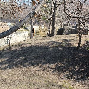 Detroit Zoo - Red Panda enclosure