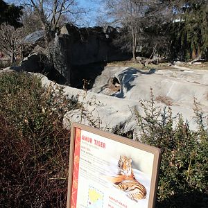 Detroit Zoo - Amur Tiger exhibit