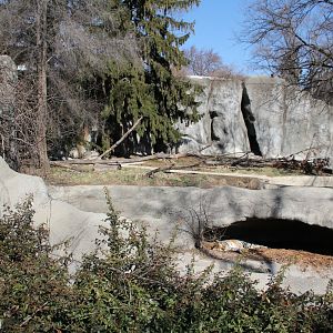 Detroit Zoo - Amur Tiger exhibit