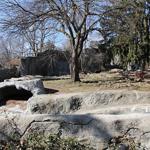 Detroit Zoo - Amur Tiger exhibit