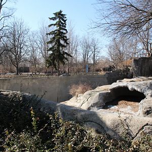 Detroit Zoo - Amur Tiger exhibit