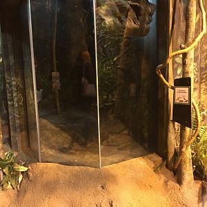 Future tree pangolin exhibit