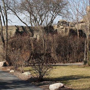 Detroit Zoo - African Lion exhibit
