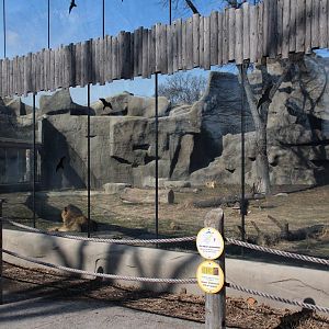 Detroit Zoo - African Lion exhibit