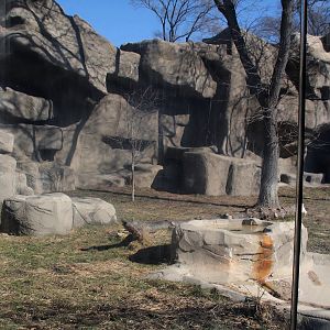 Detroit Zoo - African Lion exhibit
