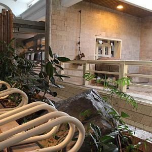 Detroit Zoo - White Rhinoceros exhibit