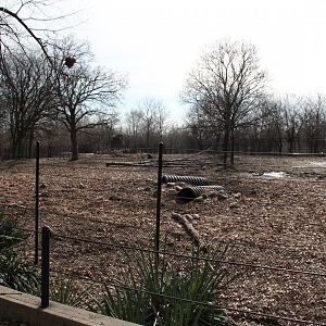 Detroit Zoo - Warthog enclosure