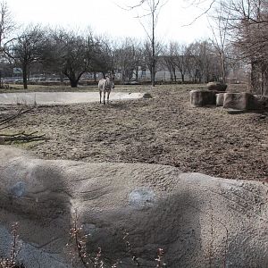 Detroit Zoo - Grevy's Zebras enclosure