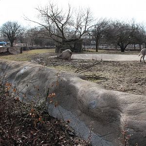 Detroit Zoo - Grevy's Zebras enclosure