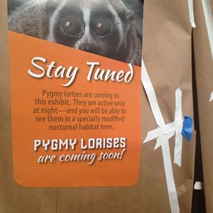Future Pygmy slow loris exhibit