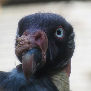King Vulture