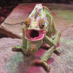Veiled Chameleon