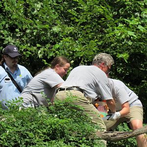 Keepers bring out Tian Tian's birthday cake