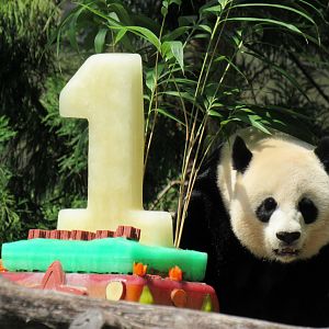 Mei Xiang and Bei Bei's cake
