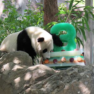 Bao Bao and her birthday cake