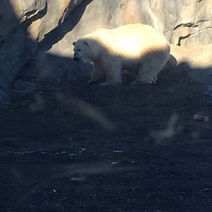 New Polar Bear - Nan