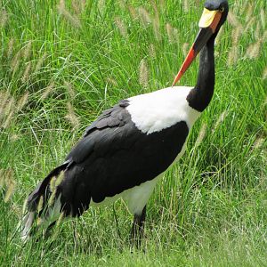 Saddle-billed stork