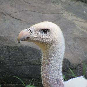 Rüppell's griffon vulture