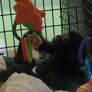 Siamang, Lucy, in nursery