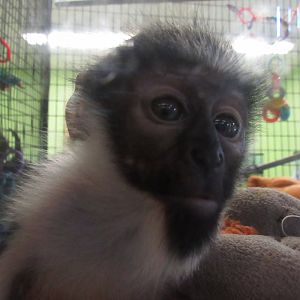 Curious Diana Monkey Baby