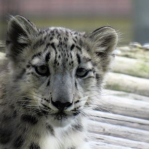 Baby Snow Leopard